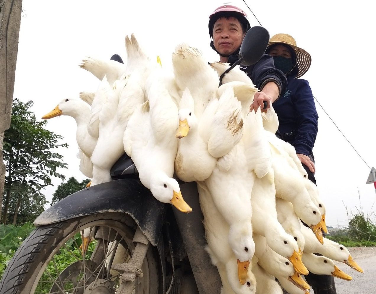 Nhiều người chăn nuôi đã phải bỏ nghề vì đại dịch